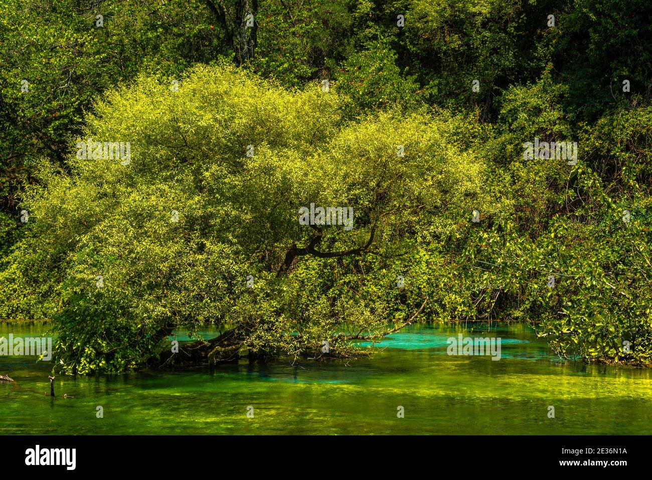 Azul ojo primavera 'Syri i Kalter' con árbol verde en agua verde con mancha turquesa, Albania Foto de stock