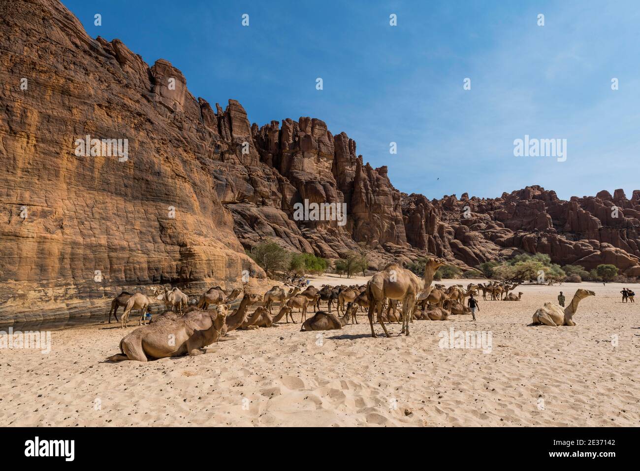 Manada de camellos, agujero de agua Guelta d'Archei, meseta Ennedi, Chad Foto de stock