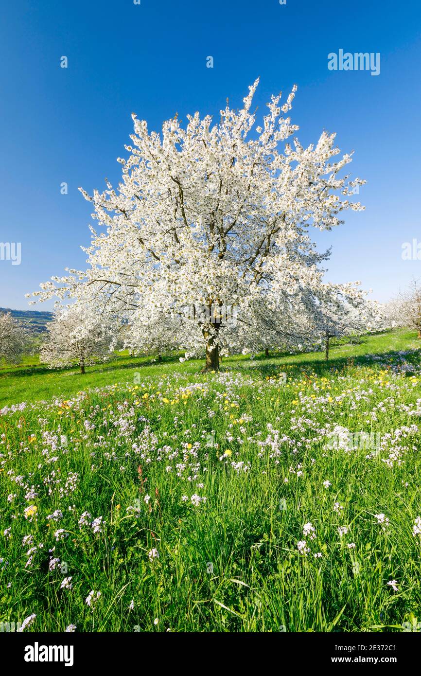 Cerezos en primavera, Prunus avium, Suiza Foto de stock