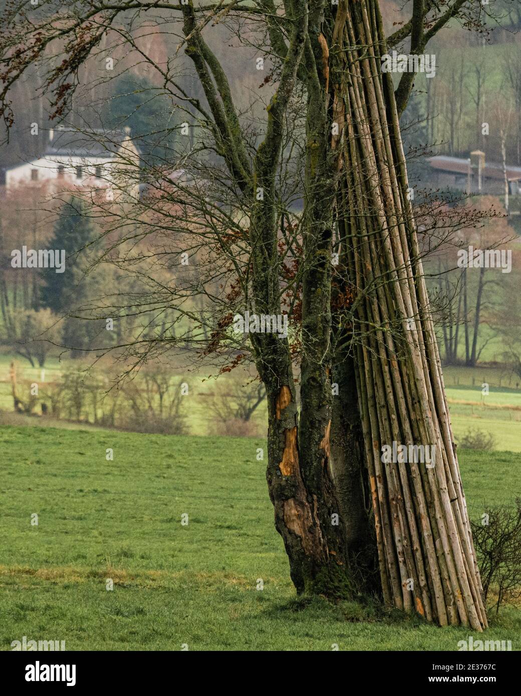 Un fagot de rondins posés contre un arbre Foto de stock
