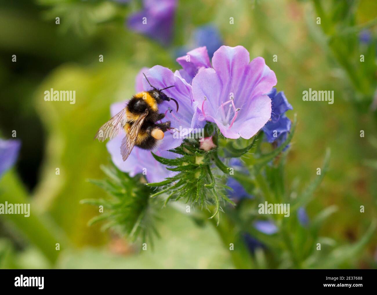 Bumblebee con cestas de polen llenas forrajeando en Echium 'Blue Bedder'. Foto de stock