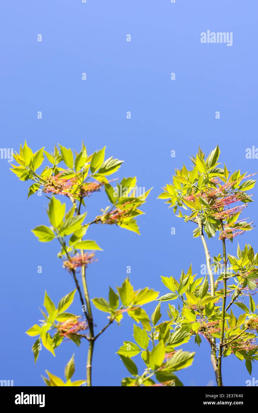 Ramas verdes del árbol primaveral contra el fondo azul del cielo. Acer