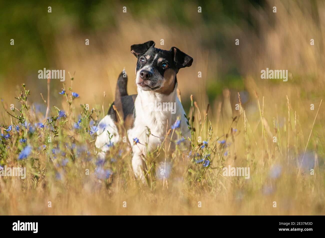 Viejo tricolor Jack Russell Terrier en un ambiente natural. El perro es ciego y tiene una expresión seria Foto de stock