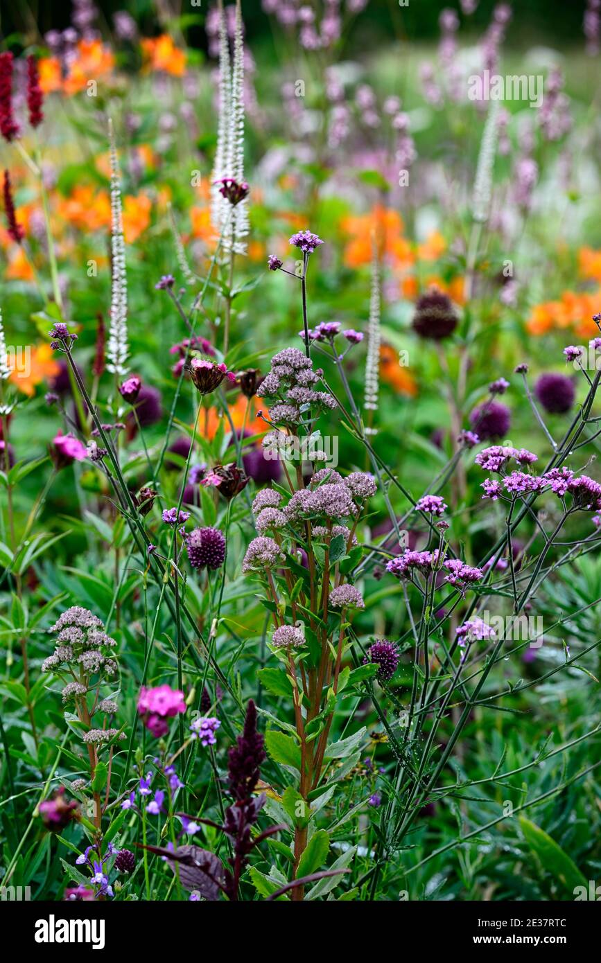 Centranthus ruber,verbena bonariensis,allium sphaerocephalon,Dianthus carthusianorum,Veronicastrum virginicum Diane,flores blancas,plantas perennes floridas Foto de stock