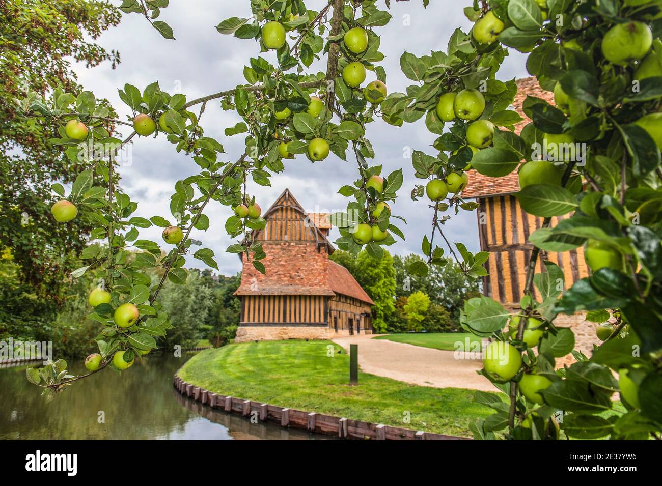 El huerto de manzanas con variedades antiguas en el castillo de Crèvecoeurs, Normandía, Francia Foto de stock