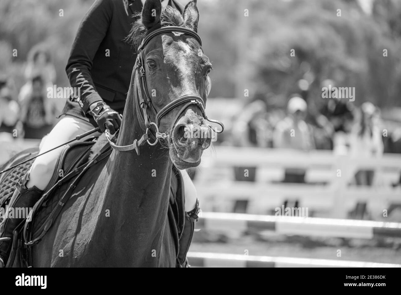 equitación en competición de caballos Foto de stock