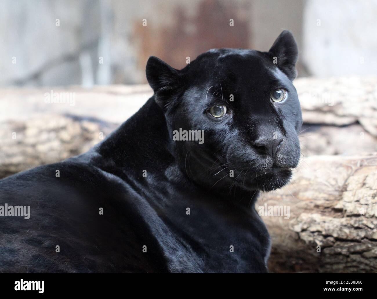 Foto brillante retrato negro de una tristeza pantera para el mundo animal  Fotografía de stock - Alamy