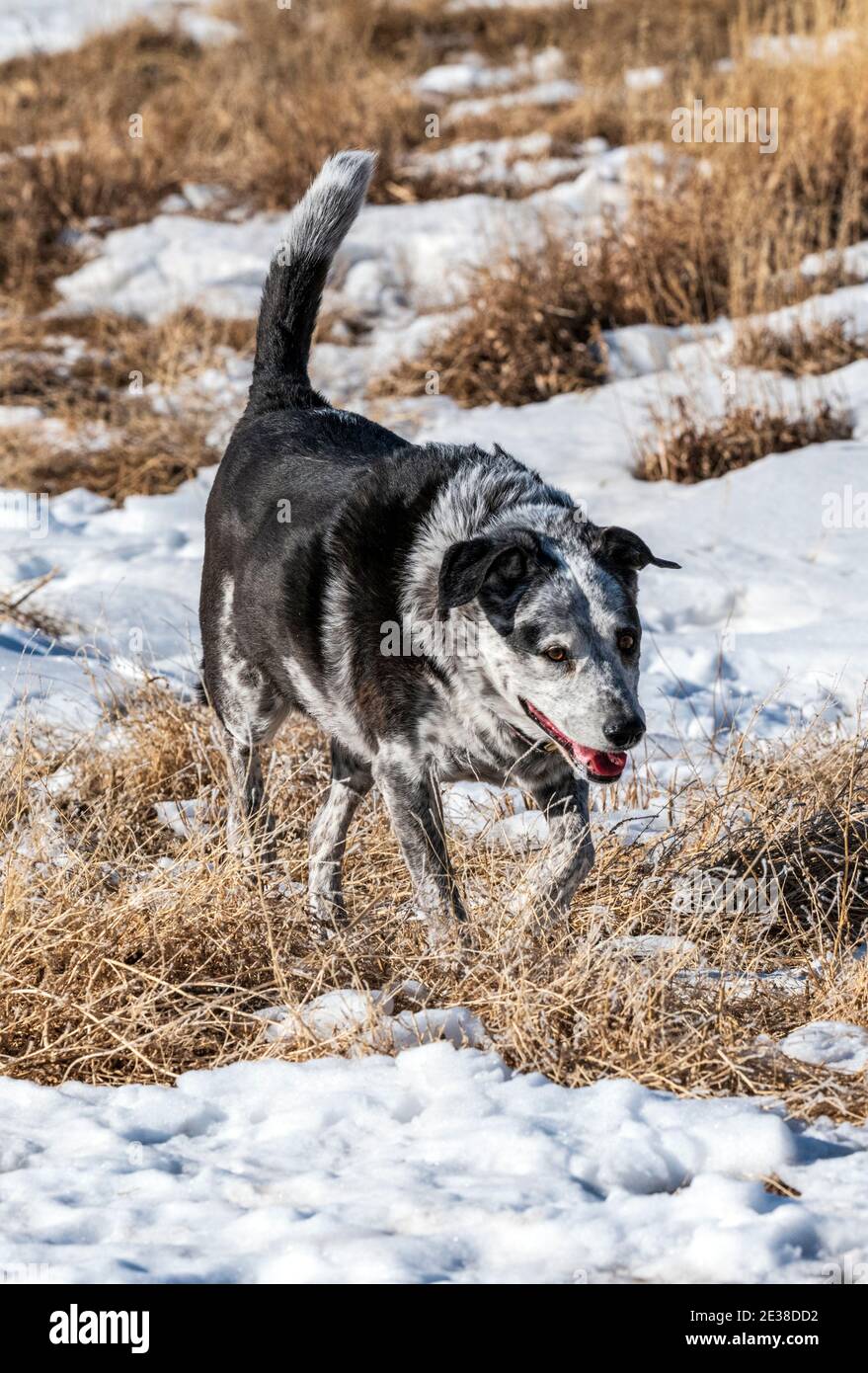Perro de raza mixta corriendo en un rancho central de Colorado; Estados Unidos Foto de stock