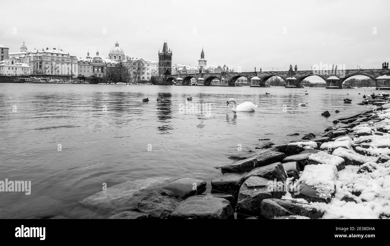 Puente de Carlos y el río Vltava en invierno. Patos y cisne blanco en agua fría. Praga, República Checa. Imagen en blanco y negro. Foto de stock