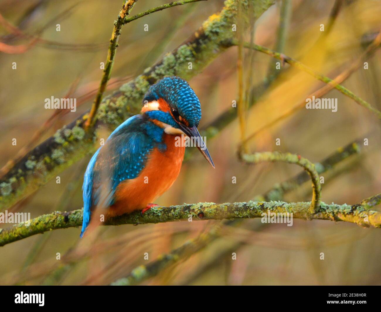 Kingfisher macho se sentó en la rama del árbol Foto de stock