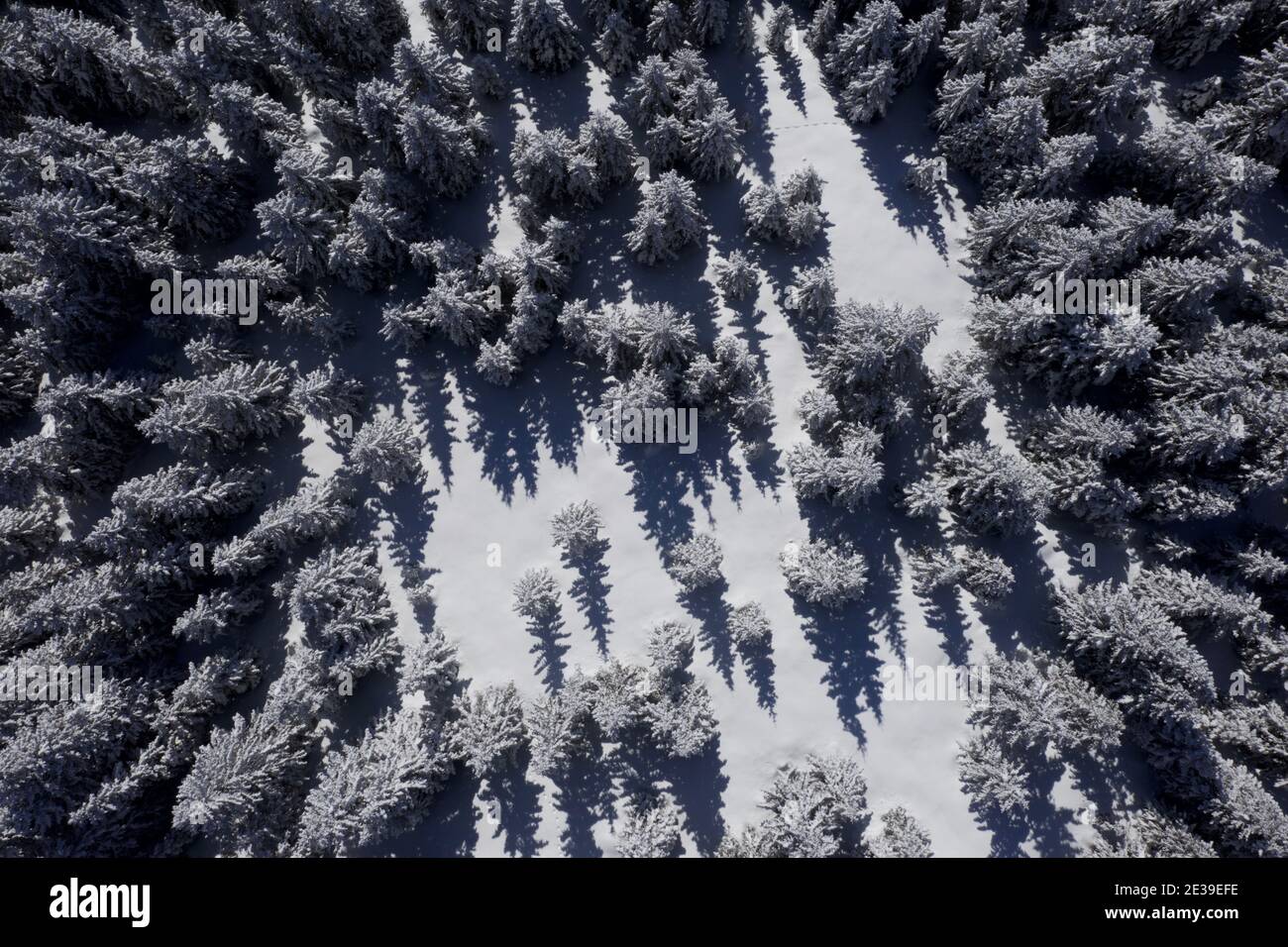 Vista de Ariel mirando hacia abajo en un bosque de pinos cubierto de nieve En los Alpes franceses Foto de stock