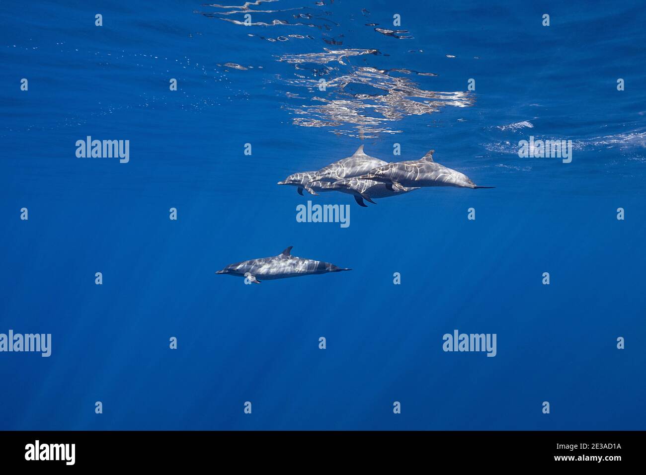 Delfines manchado pantropical, Stenella attenuata, en el océano abierto, South Kona, Hawaii ( la Isla Grande ), Estados Unidos ( Océano Pacífico Central ) Foto de stock