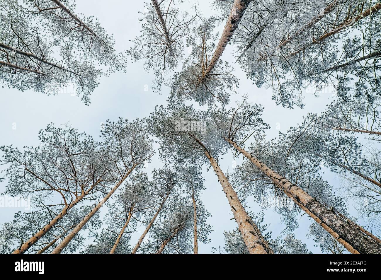 Hermoso paisaje atmosférico de invierno. Árboles cubiertos de nieve en el bosque. Vista de un bottom-up. Invierno naturaleza fondo. Foto de stock