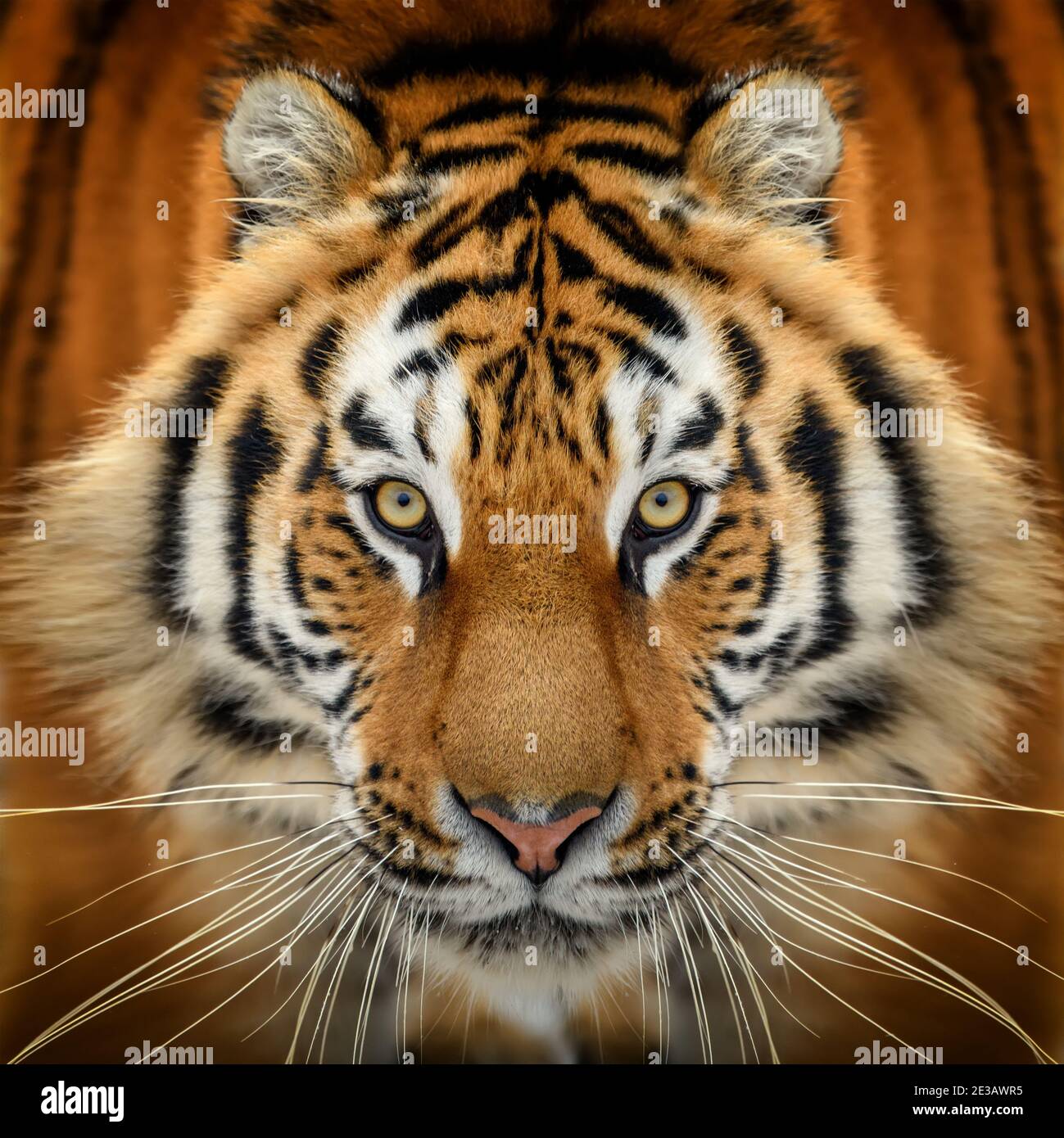 Primer plano retrato de tigre. Animal mirando en la cámara. Peligro animal en el hábitat de la naturaleza Foto de stock