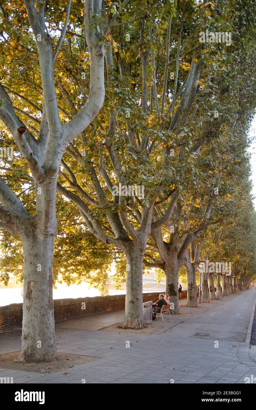Turistas y línea o fila de árboles de avión, Platanus acerifolia, a lo largo de Embankment, Riverside o Riverbank del río Garona Toulouse Francia Foto de stock
