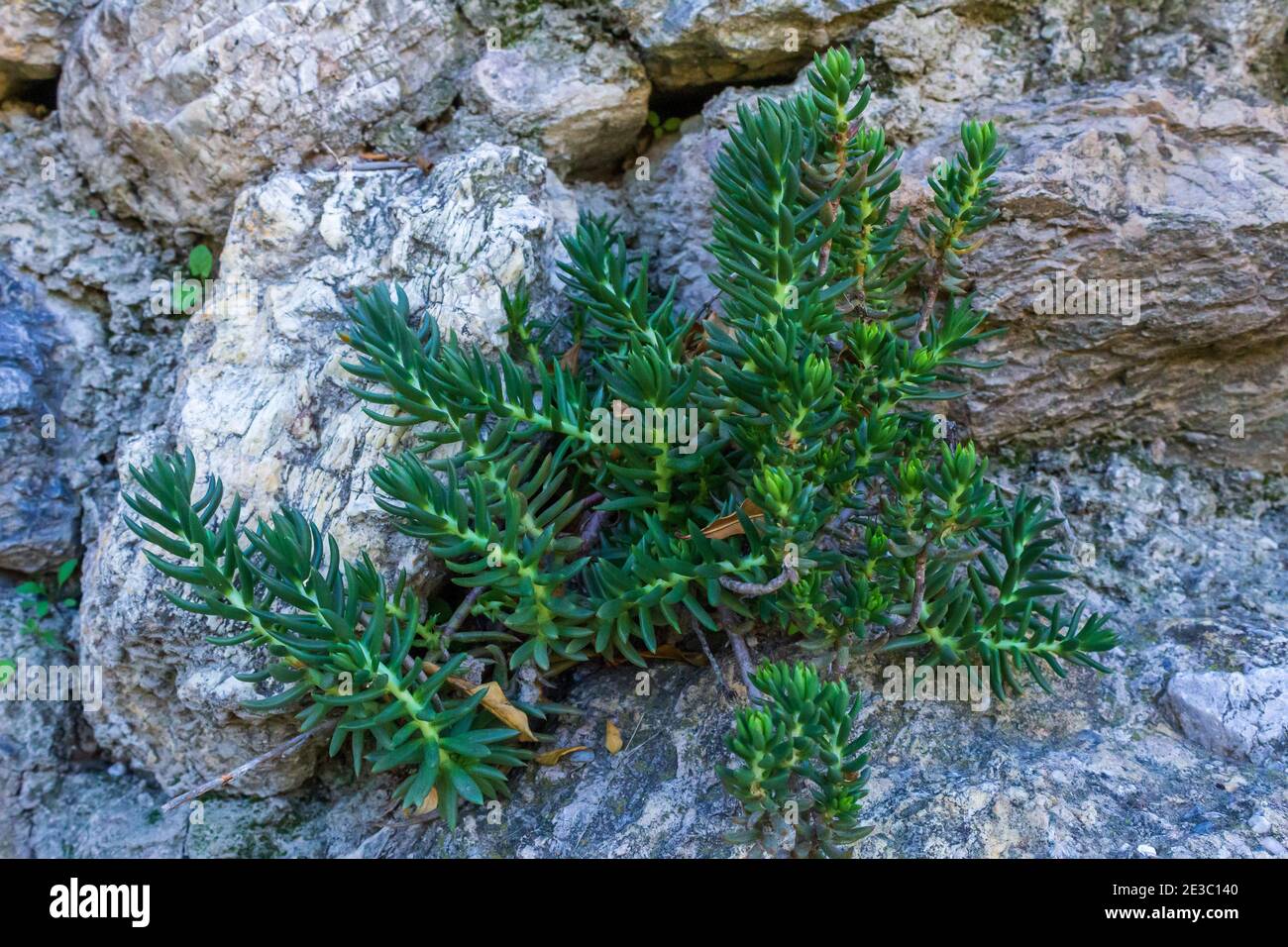 Petrosedum sediforme, Planta Pale Stonecrop Foto de stock