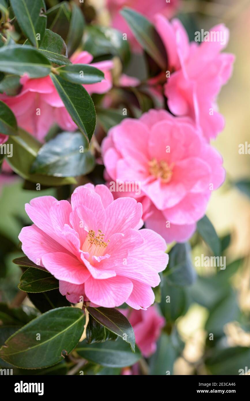 Flores rosadas de Camelia × williamsii 'Donación'. Camellia 'Donación' Foto de stock