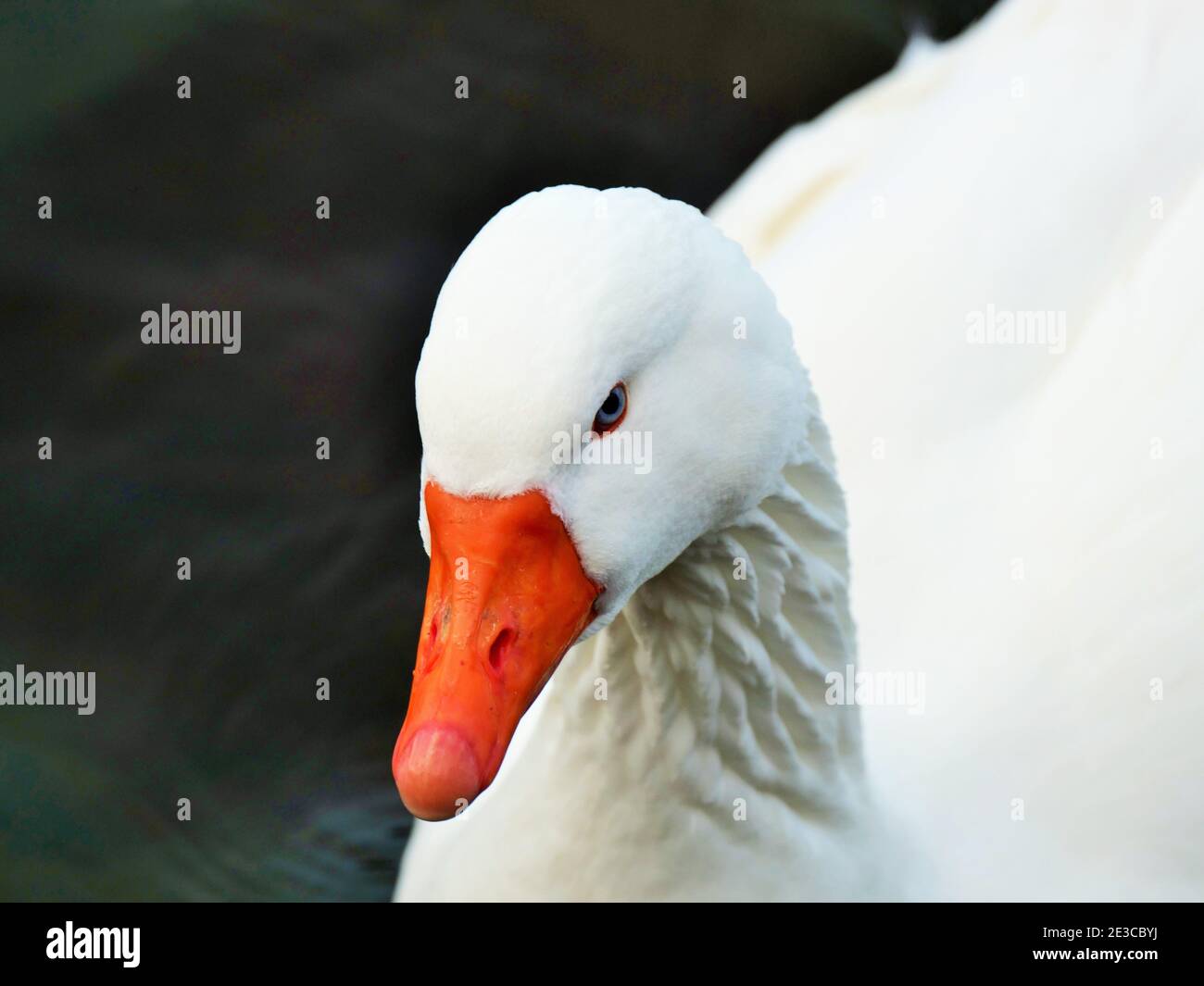 Gander de ganso Embden blanco Foto de stock
