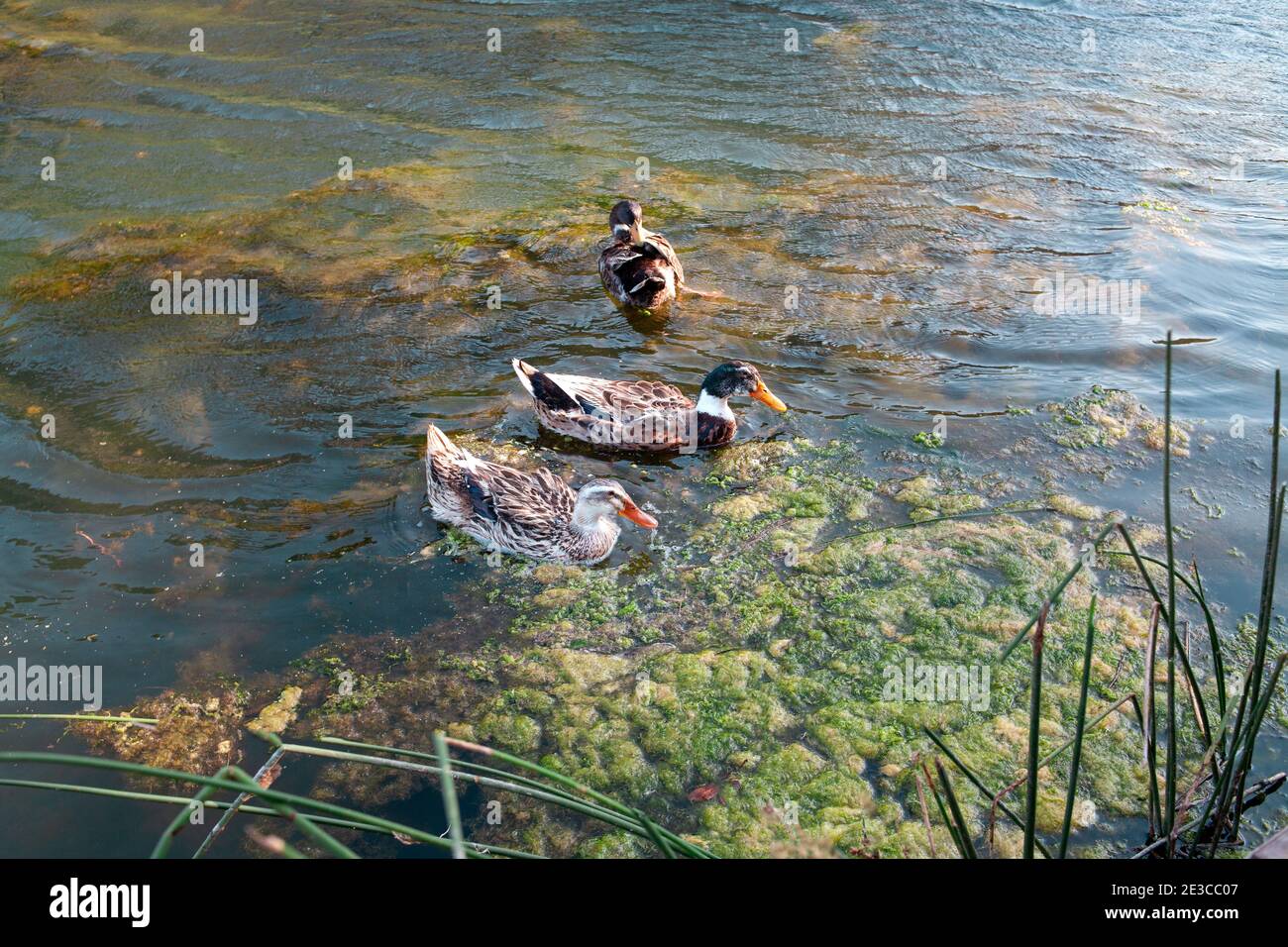 Aves y animales en la vida silvestre. Pato Mallard vista familiar en el agua del río o estanque en el medio del soleado día de verano Foto de stock