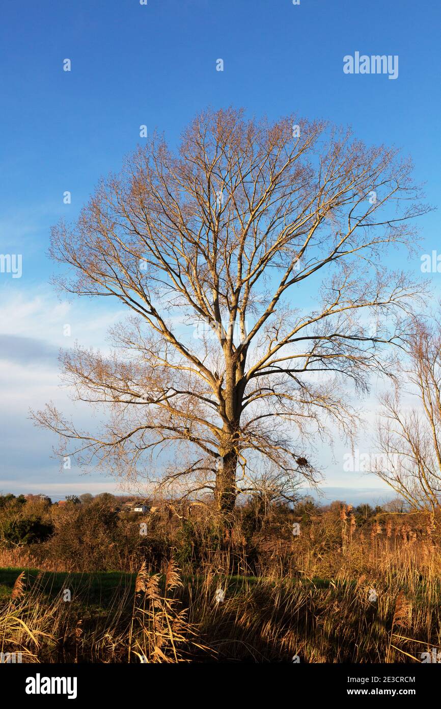 Árbol invierno - un árbol deciduo sin hojas visto contra un cielo azul en enero en los fens; Burwell fen, Cambridgeshire Reino Unido Foto de stock