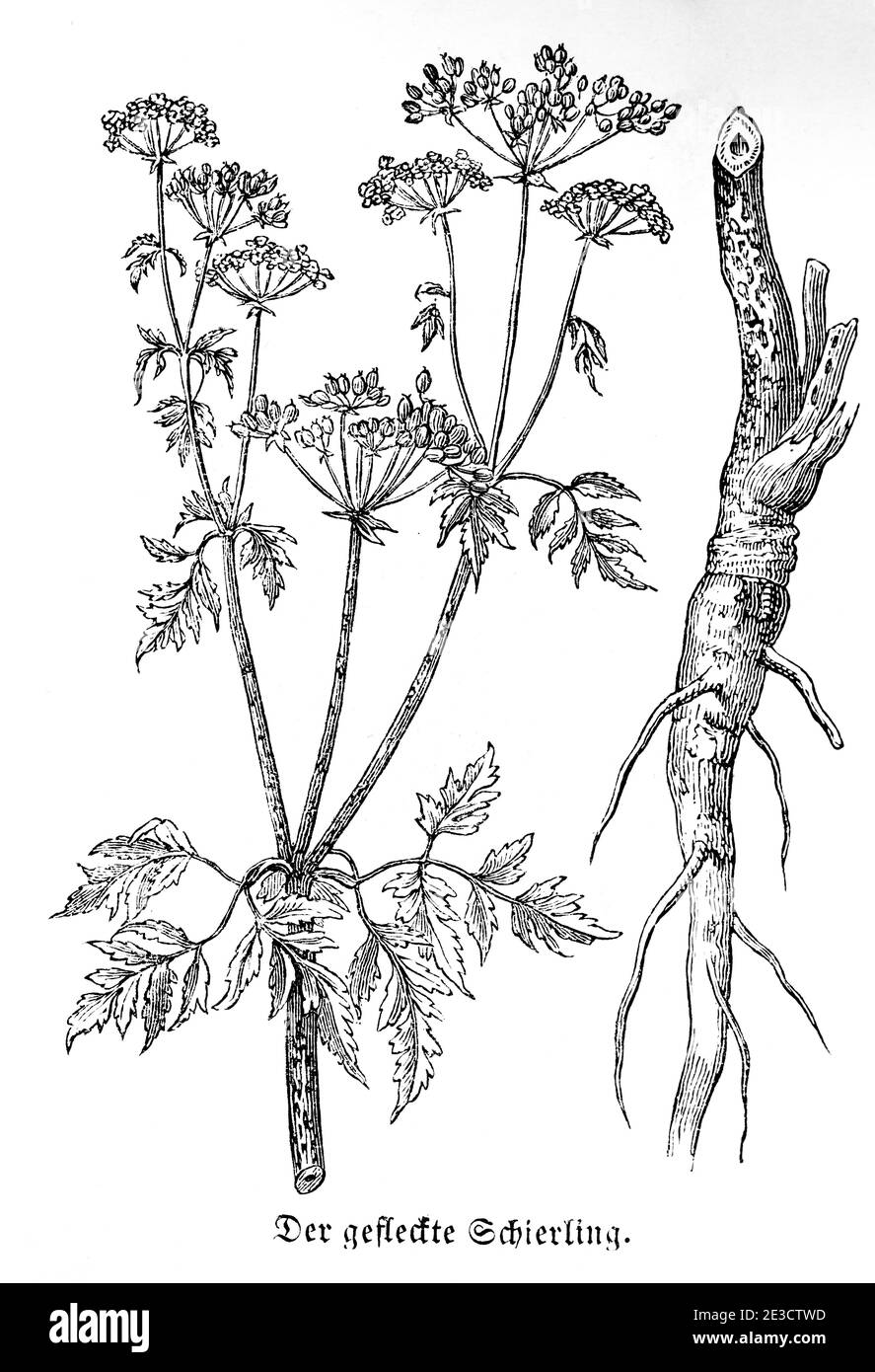 Gefleckter Schierling, (Conium maculatum) Hemlock veneno, calendario suizo con plantas venenosas y motivos correspondientes, San Gallen Suiza 1853 Foto de stock