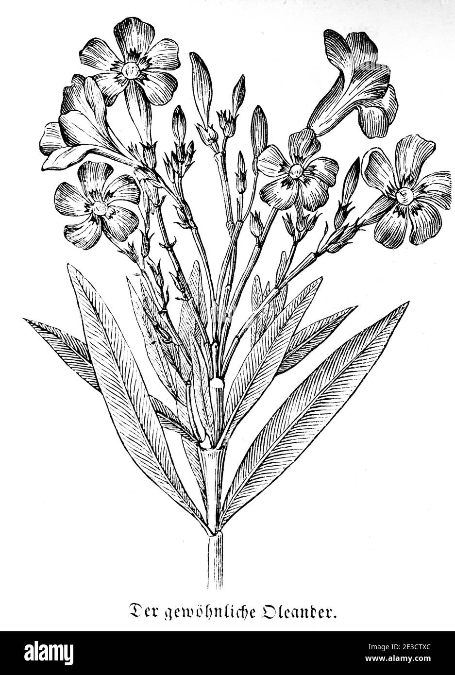 Gewöhnlicher Oleander (Nerium oleander), calendario suizo con información sobre plantas venenosas y motivos correspondientes, San Gallo Suiza 1853 Foto de stock