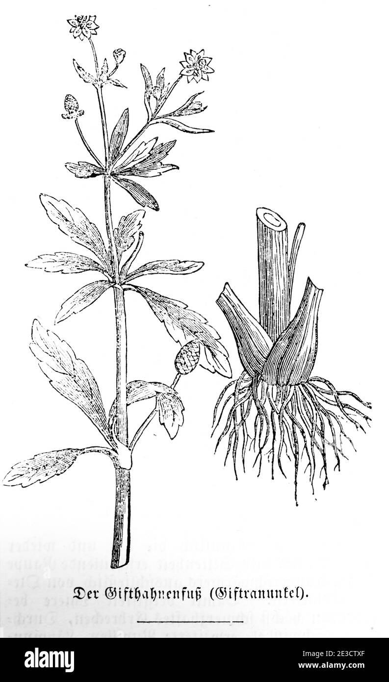 Gift-Hahnenfuß (Ranunculus sceleratus) Mariposa maldita, Calendario Suizo con plantas venenosas y motivos correspondientes, San Gallen Suiza 1853 Foto de stock