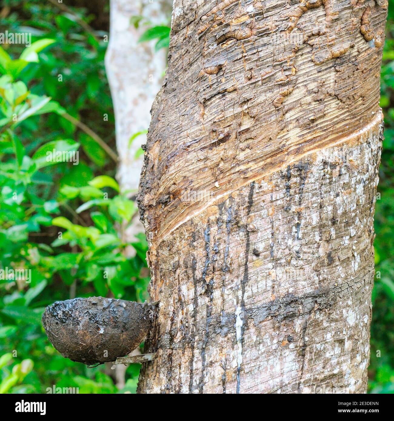 Látex lechoso extraído del árbol de caucho (Hevea brasiliensis) como fuente  de caucho natural. Plantaciones de plantas de caucho Gevei en el sur de Sri  Lank Fotografía de stock - Alamy