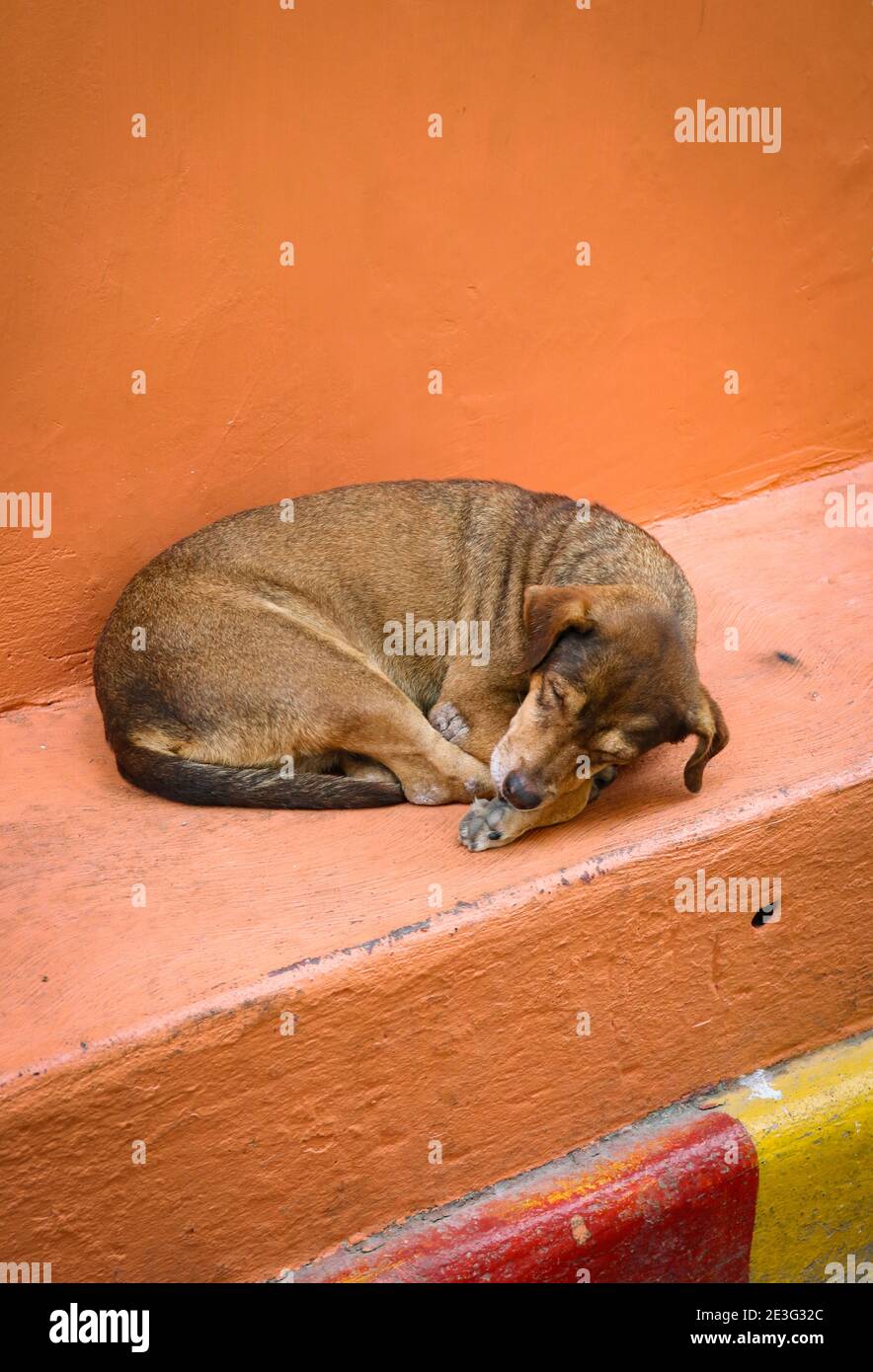 Perro de calle durmiendo en una acera en Cartagena, Colombia Foto de stock