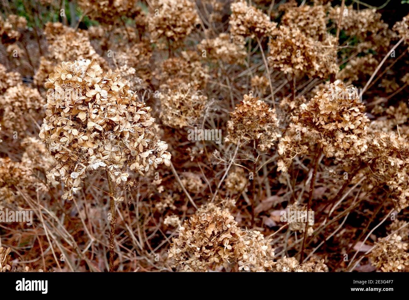 Hydrangea paniculata cabeza de flor seca cónica hortensia cabeza de flor  seca, enero, Inglaterra, Reino Unido Fotografía de stock - Alamy