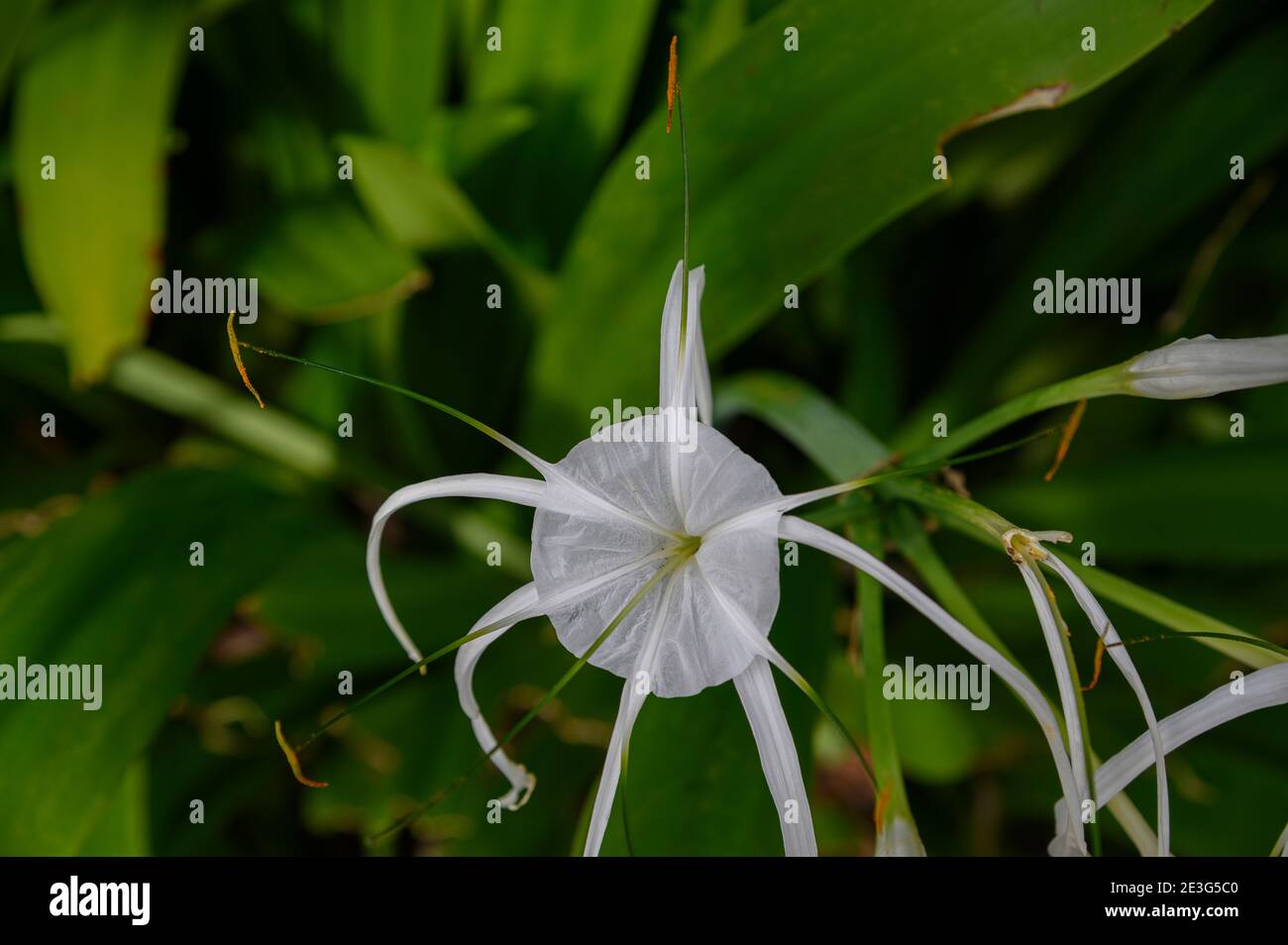 Lirio de araña de playa fotografías e imágenes de alta resolución - Alamy