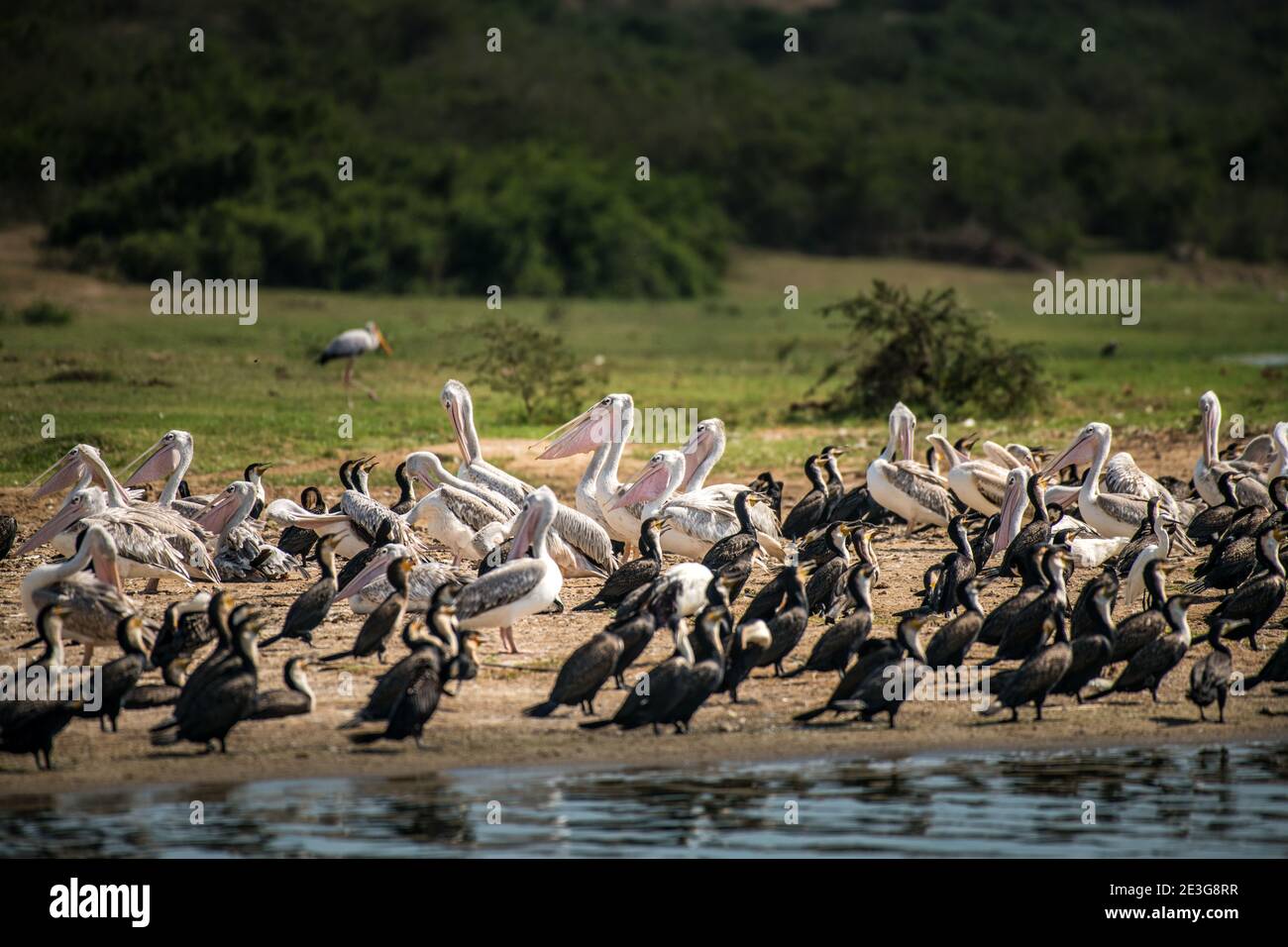 Gran grupo de aves playeras en el Canal de Kazinga en África. Foto de stock