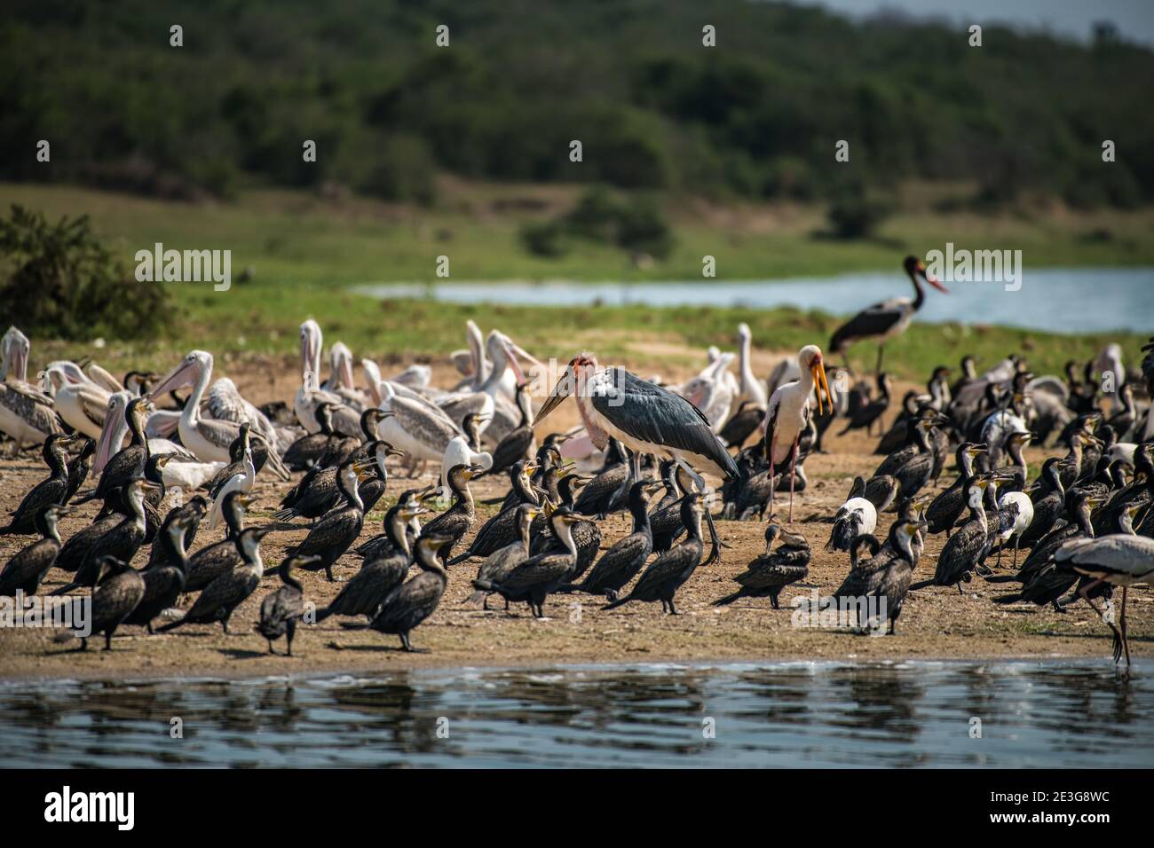 Gran grupo de aves playeras en el Canal de Kazinga en África. Foto de stock