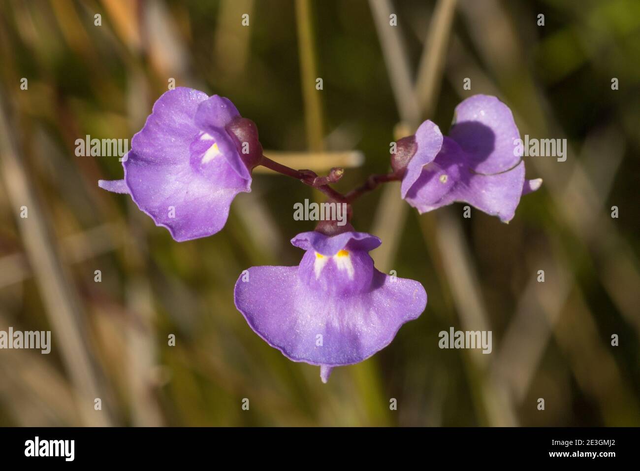 Un grupo de tres flores de la Bladderwort Utricularia tricolor (una planta carnívora) en hábitat natural en la Serra do CIPO, Minas Gerais, Brasil Foto de stock