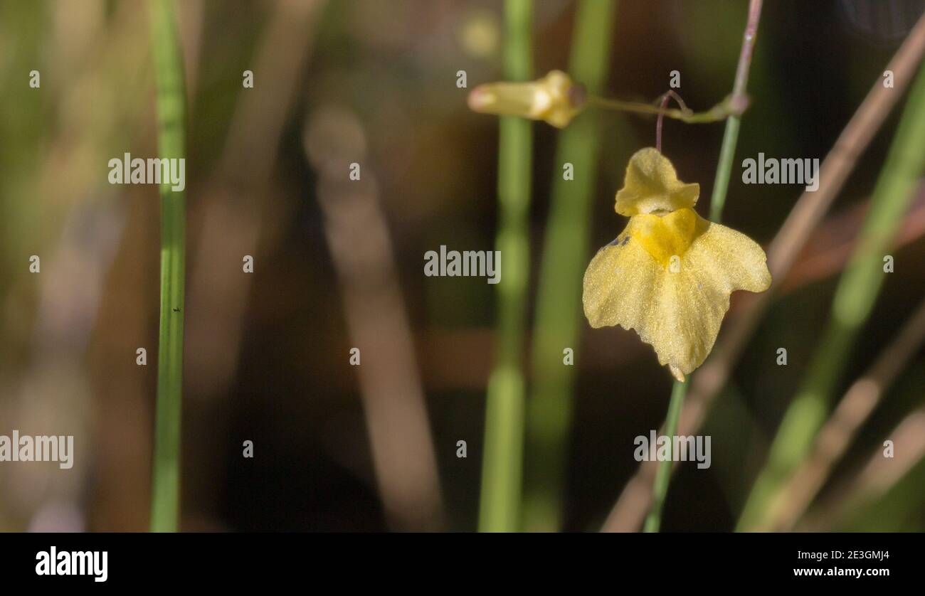La flor amarilla de la Bladderwort Utricularia subulata (una planta carnívora) vista en el hábitat de la Serra do CIPO, Minas Gerais, Brasil Foto de stock