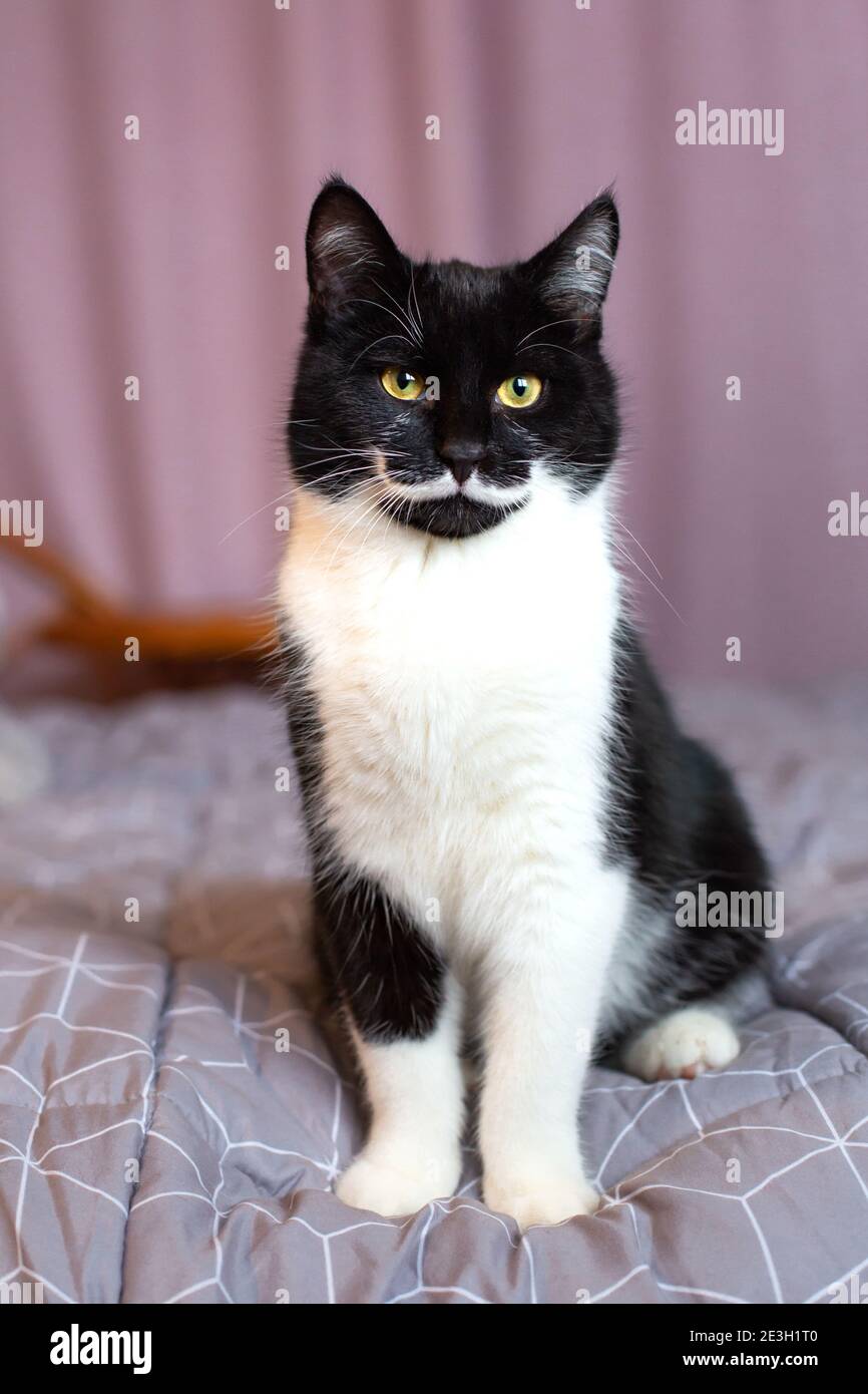 Retrato de un precioso gato blanco y negro con amarillo ojos Foto de stock