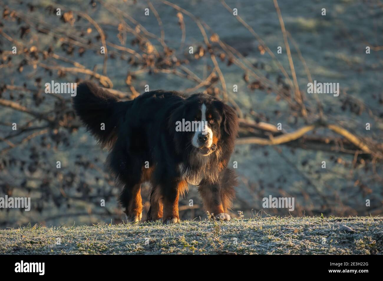El perro de montaña Bernese (alemán: Berner Sennenenhund) es una raza de  perros gigantes, una de las cuatro razas de perros de tipo Senenhund de los  Alpes suizos Fotografía de stock -