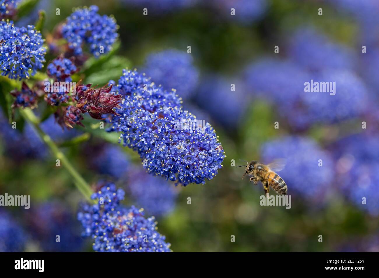 Abeja de miel; Apis mellifera; en Ceanothus; Reino Unido Foto de stock