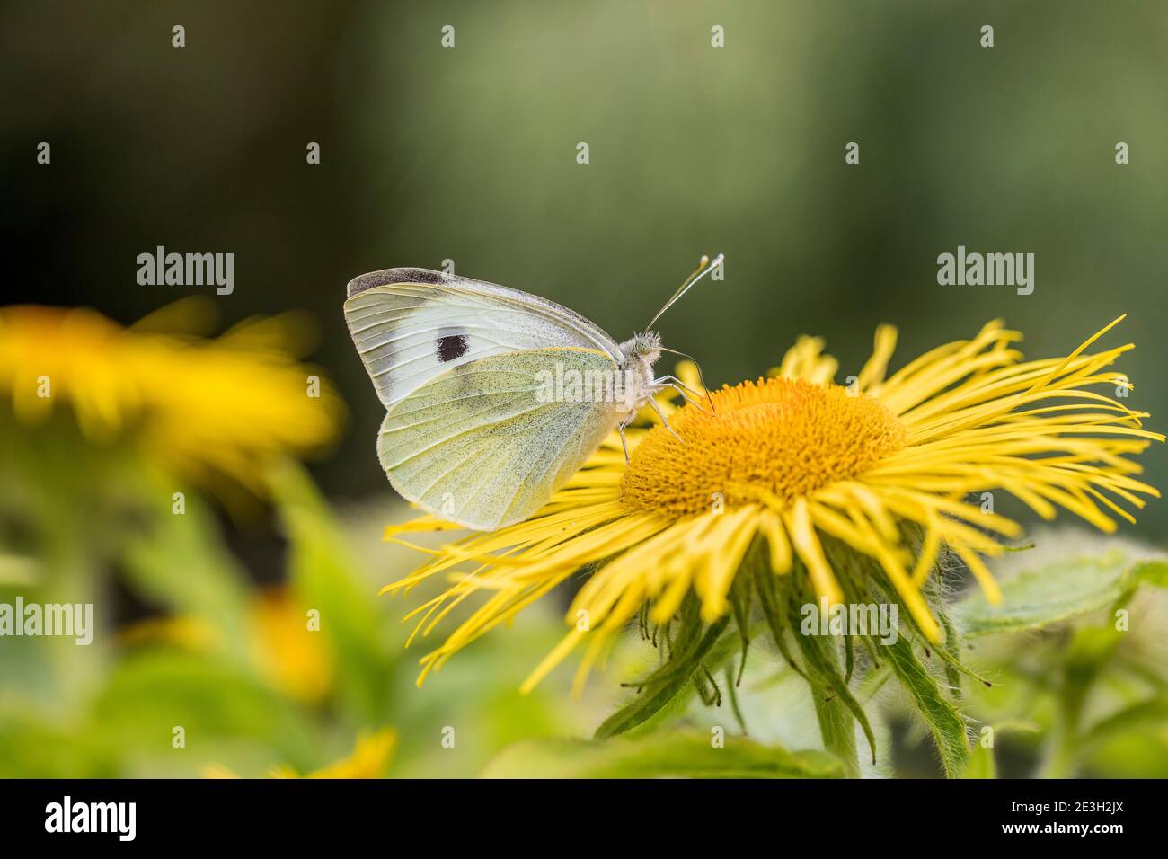 Mariposa blanca grande; Pieris brassicae; en inula; Reino Unido Foto de stock