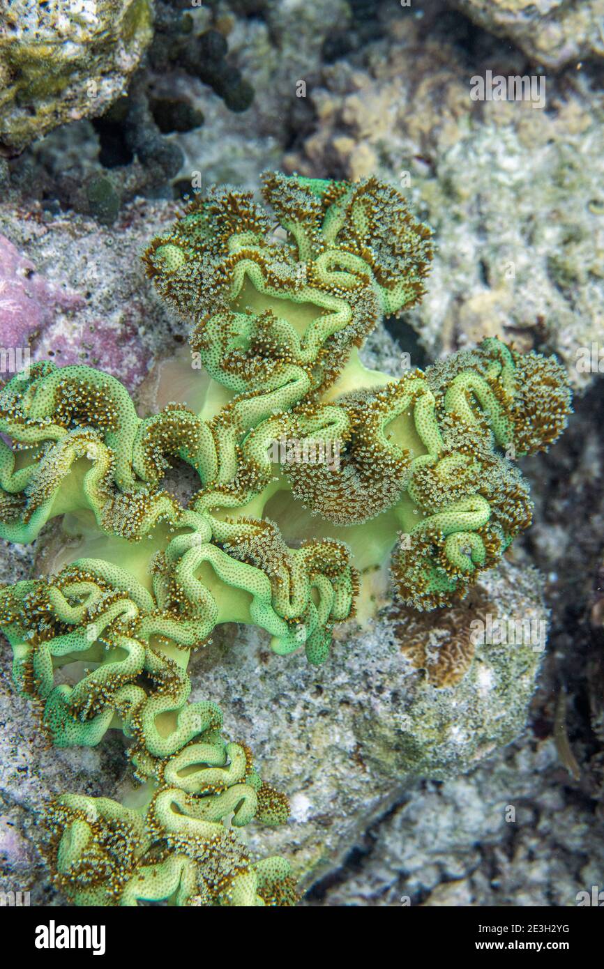 Coral; los Fondos Marinos; Maldivas Foto de stock