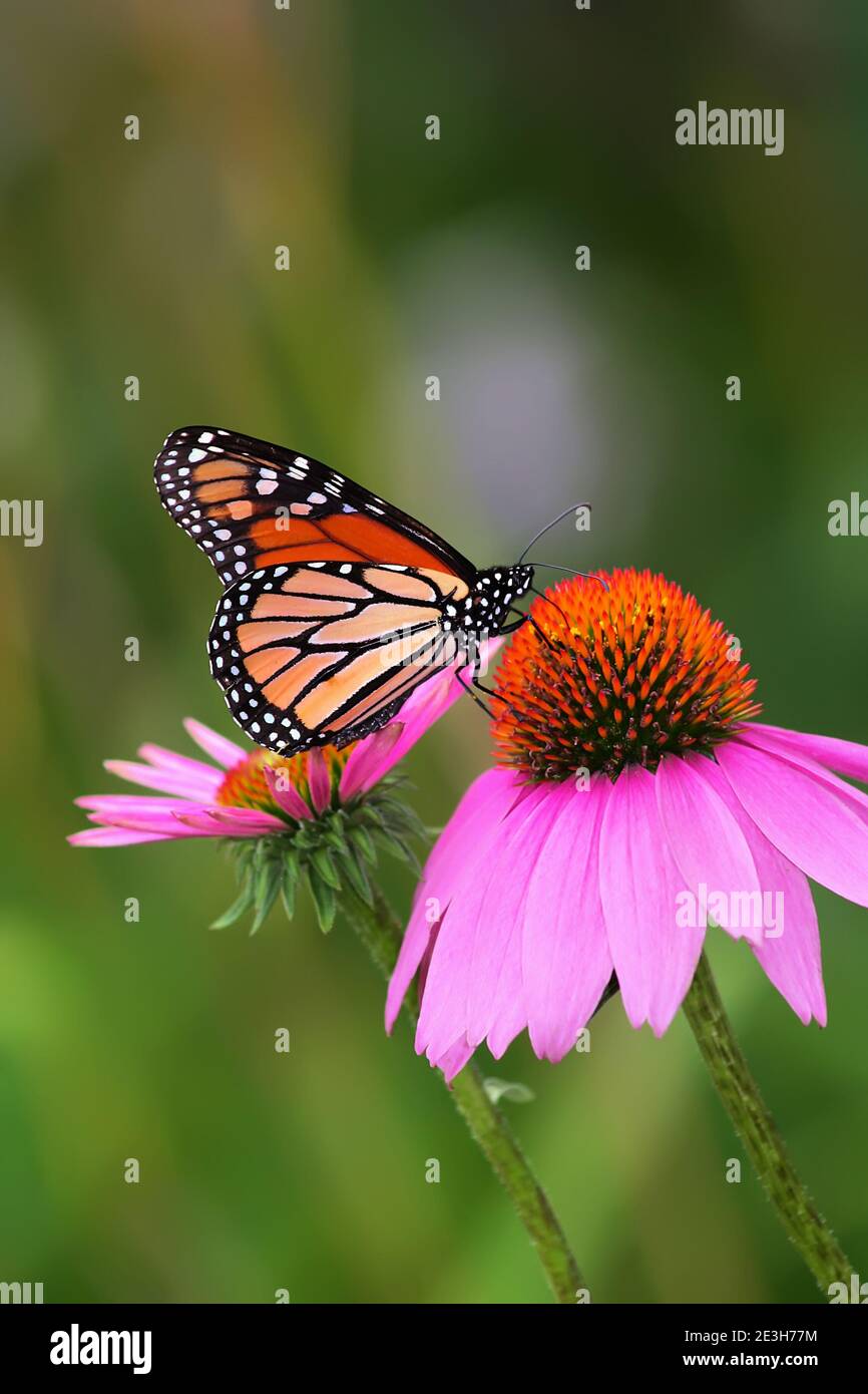 Mariposa monarca posando sobre la flor púrpura en Chicago, Illinois en el caluroso día de verano. Foto de stock
