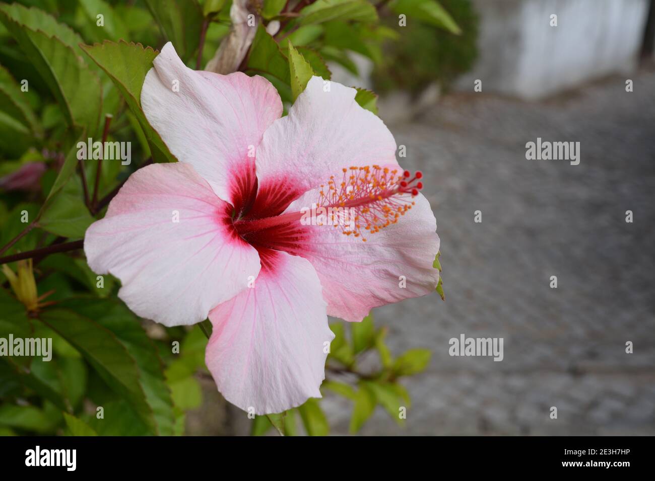 Hibiscus flor en flor Foto de stock