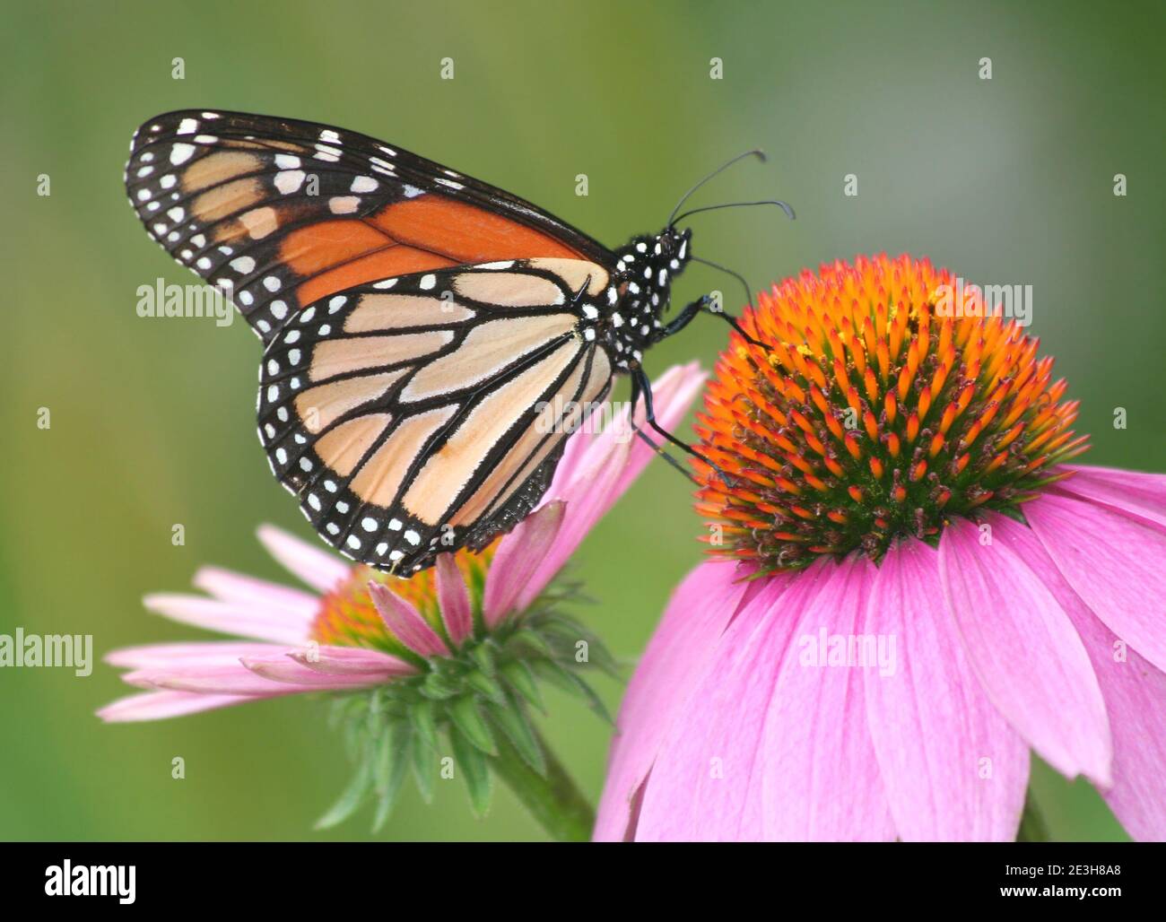 Mariposa monarca posando sobre la flor púrpura en Chicago, Illinois en el caluroso día de verano. Foto de stock