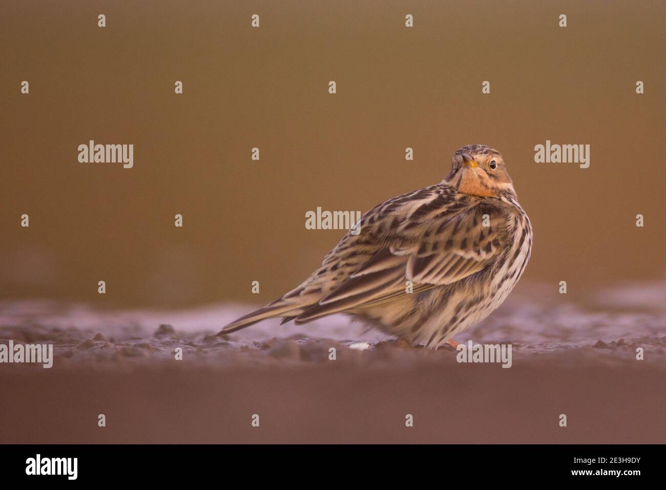 Pipa de garganta roja (Anthus cervinus) en el suelo. Este pequeño ave paseriforme se cría en el extremo norte de Europa y Asia, con un punto de apoyo en el norte Foto de stock