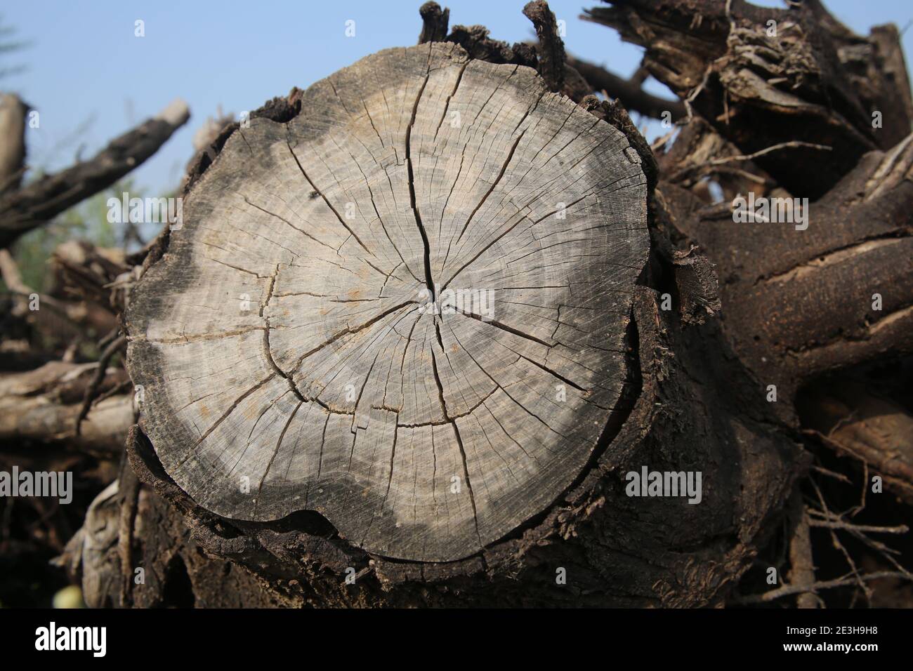 Cerrar una sección a través de un tronco de árbol esto muestra anillos de crecimiento marcados. Los anillos visibles aparecen como resultado del cambio en la tasa de crecimiento a través del mar Foto de stock
