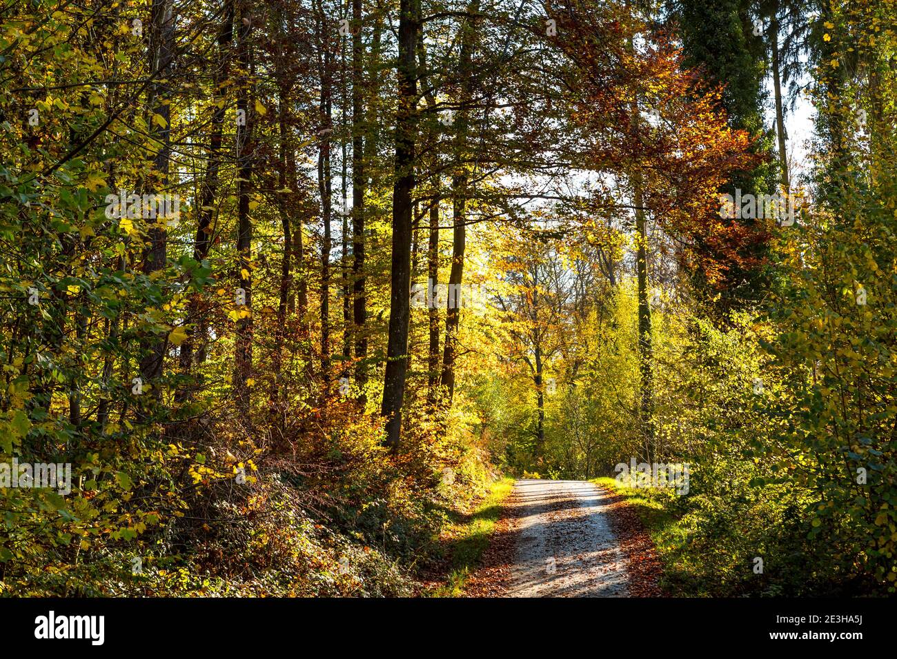 Camino de campo que conduce a través de un paisaje de bosque de otoño colorido Foto de stock