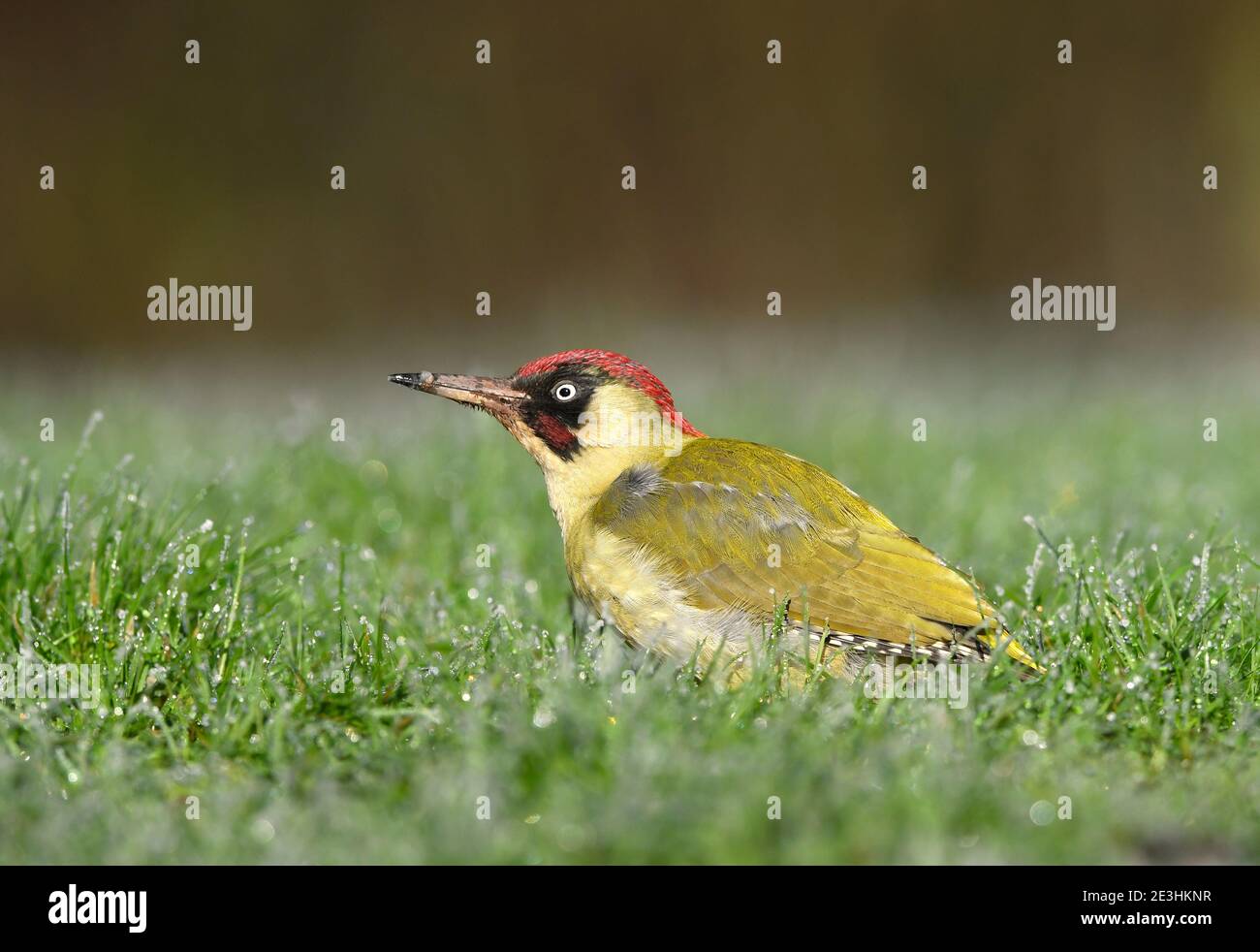 Great Spotted Woodpecker (Dendrocopos mayor) macho de pie sobre suelo de hierba, Gales, diciembre Foto de stock
