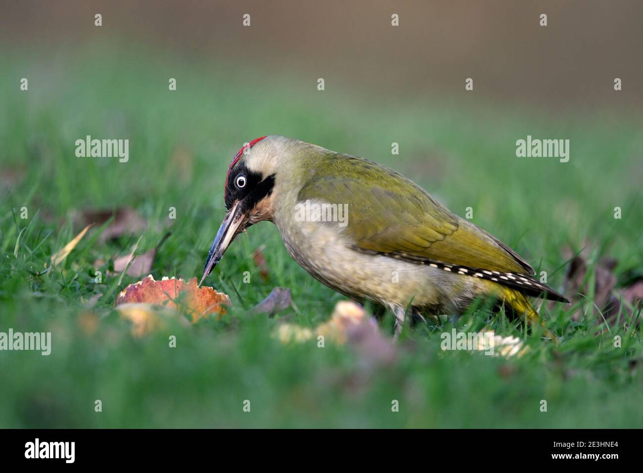 Verde Woodpecker (Picus viridis) hembra en suelo de hierba, Gales, alimentándose con fruta de manzana caída, noviembre Foto de stock
