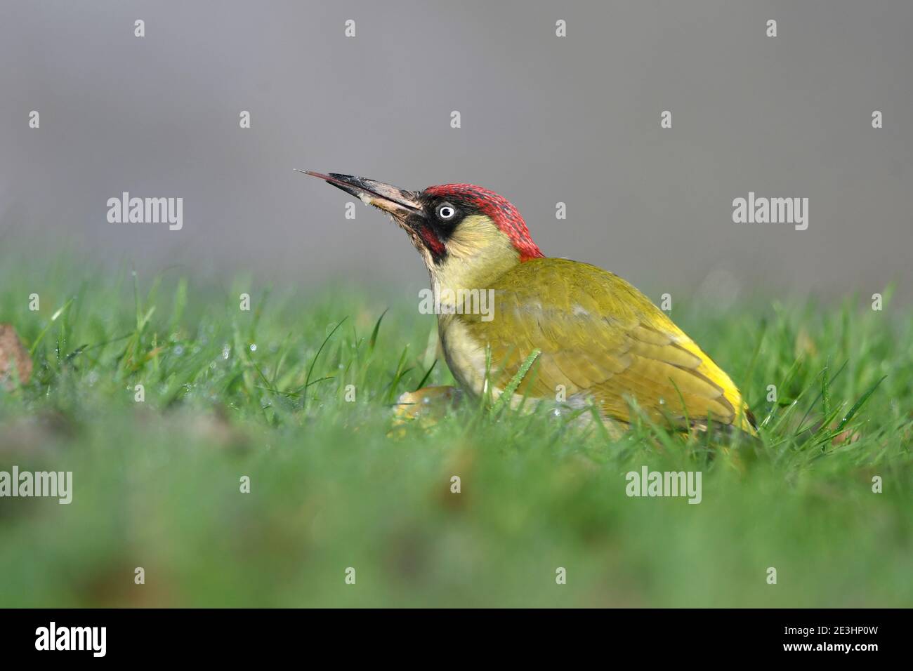 Verde Woodpecker (Picus viridis) macho en suelo de hierba, alimentándose con la fruta de pera caída, Gales, noviembre Foto de stock