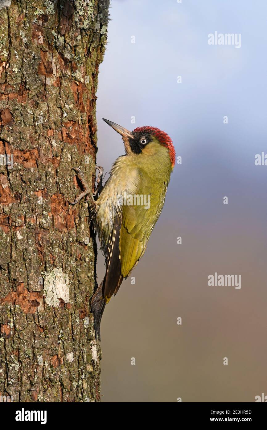 Verde Woodpecker (Picus viridis) mujer encaramada en el tronco del árbol, pectando en la corteza, Gales, diciembre Foto de stock